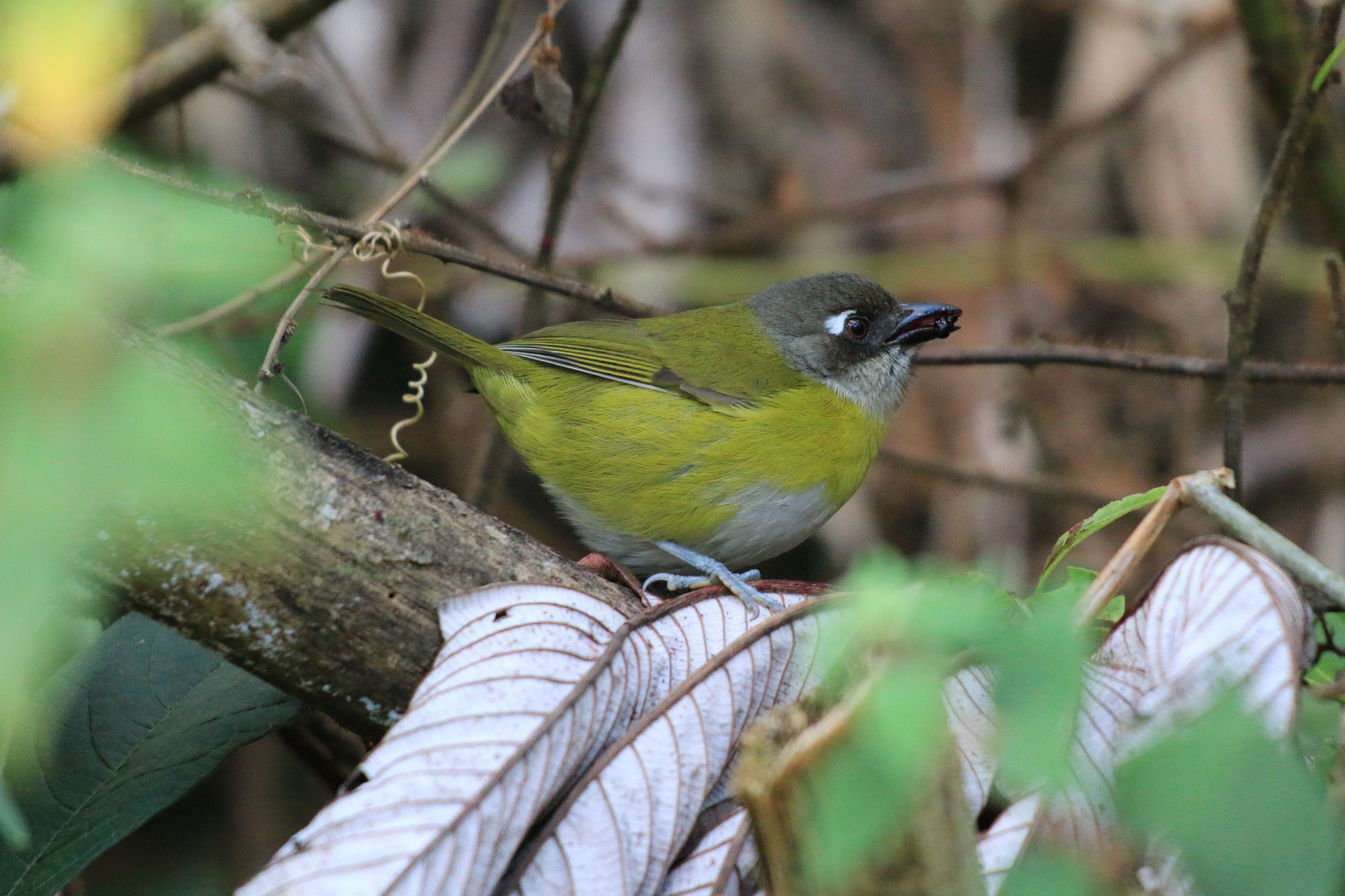 Costa Rica